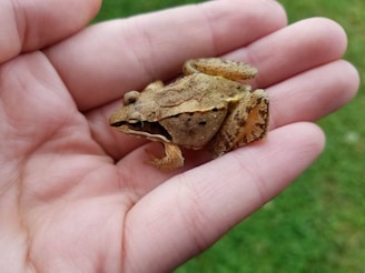 A small brown frog with textured skin rests gently in the palm of a human hand. The background contains blurred green grass, highlighting the focus on the delicate amphibian.