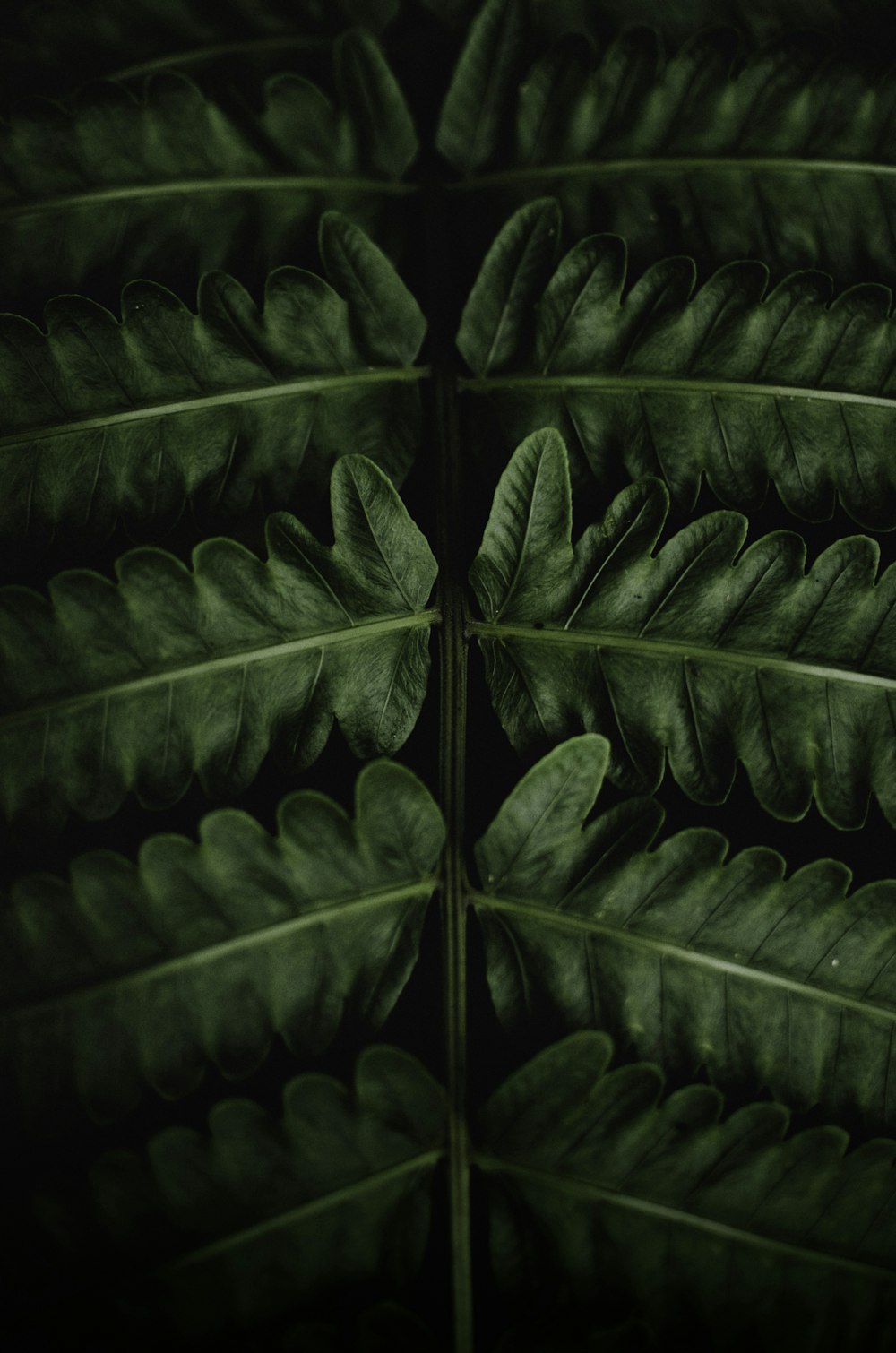 plante à feuilles vertes