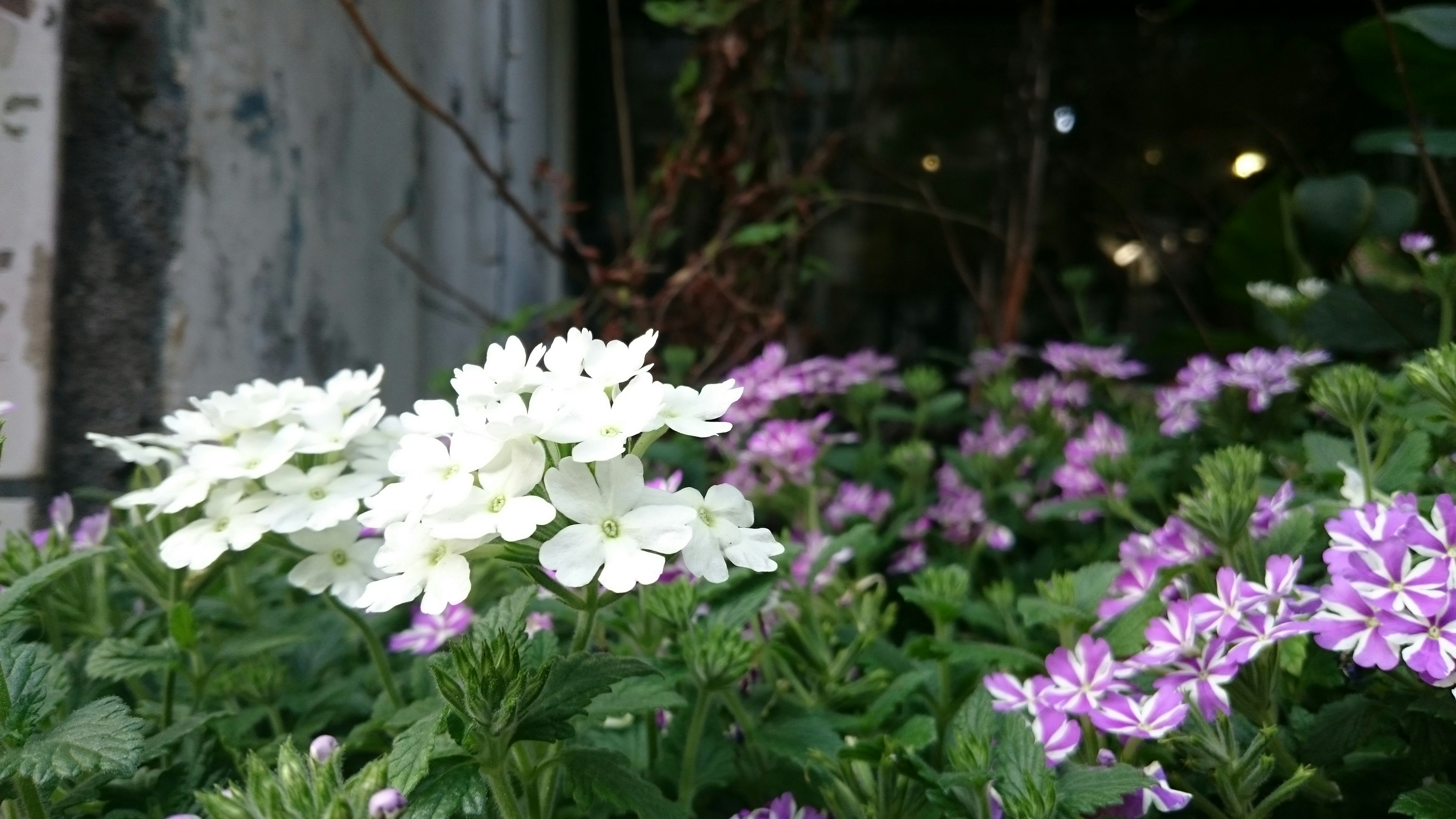 Free Unsplash photo from Peyrong Yang