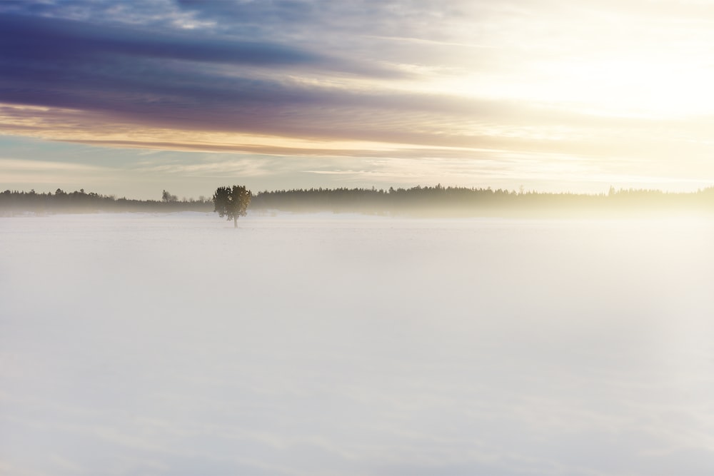 arbre vert au milieu du brouillard sous un ciel nuageux