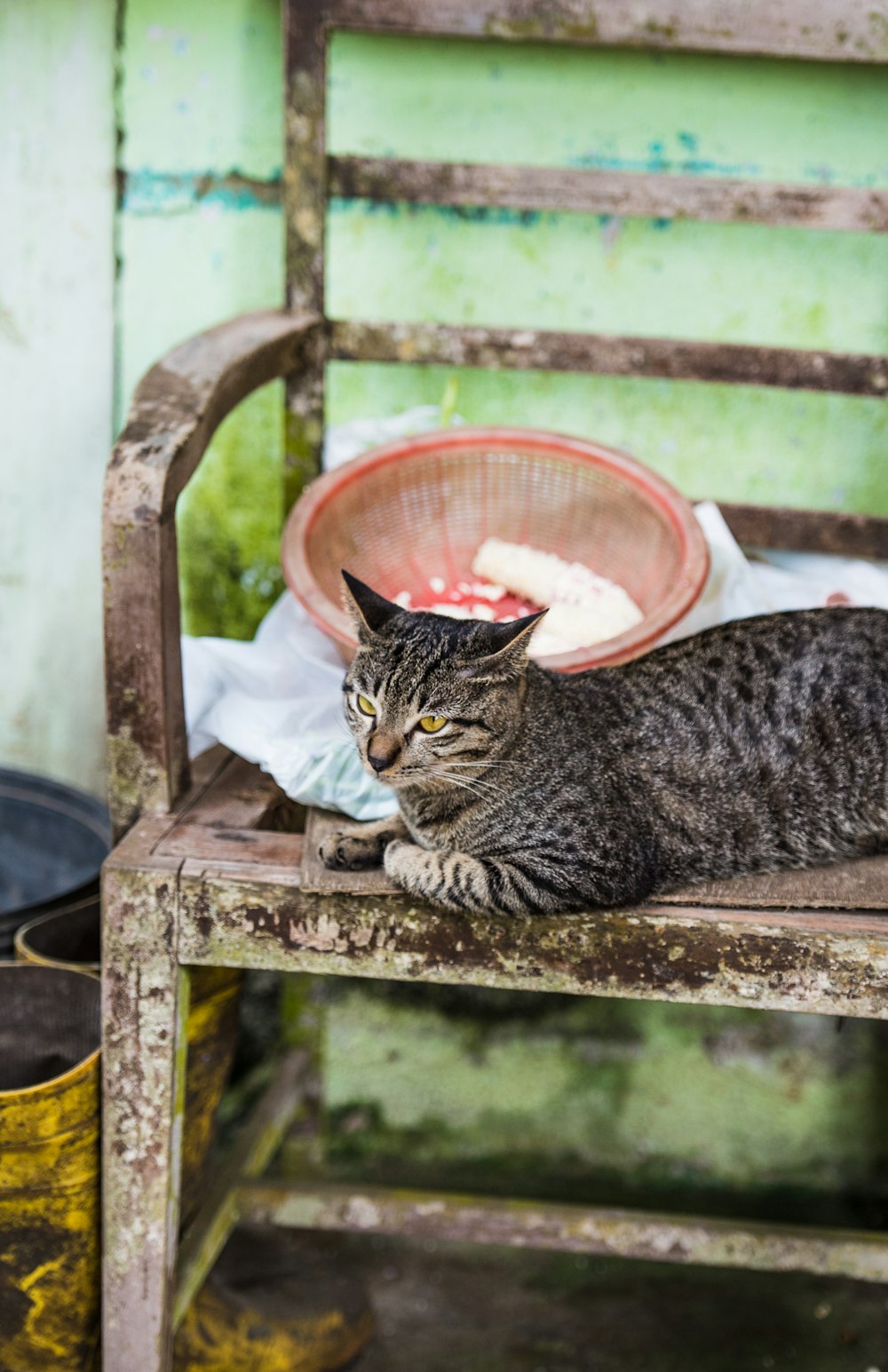 brown Mackerel tabby car prone lying on bench beside pink plastic strainer