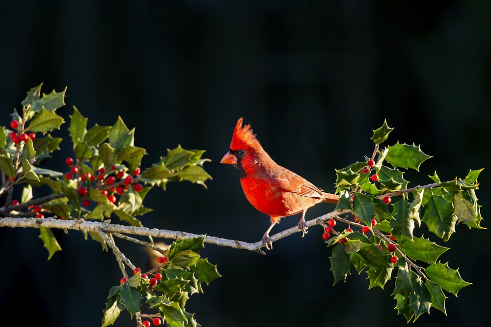 shallow focus of Cardinal bird on tree branch