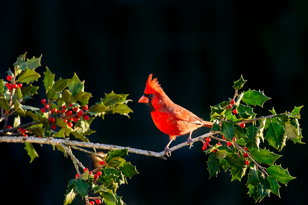 shallow focus of Cardinal bird on tree branch