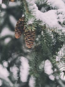 shallow focus photography of pine cone