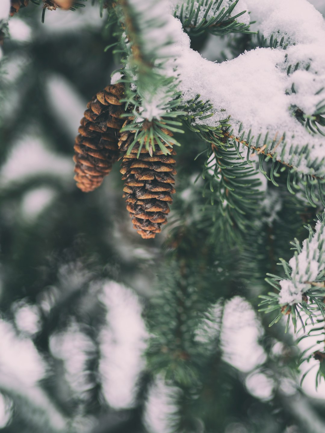 shallow focus photography of pine cone