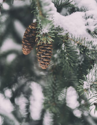 frozen pine cone winter