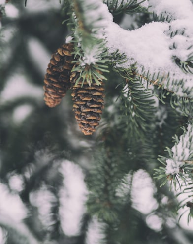frozen pine cone winter