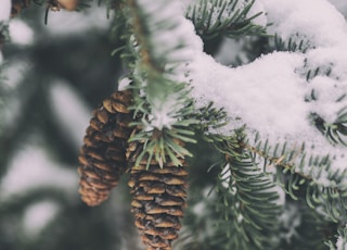 shallow focus photography of pine cone