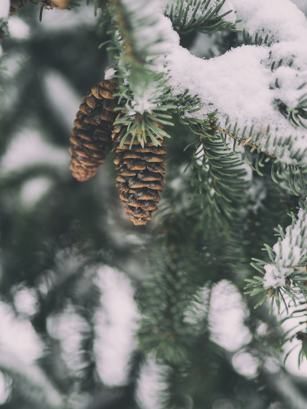 shallow focus photography of pine cone