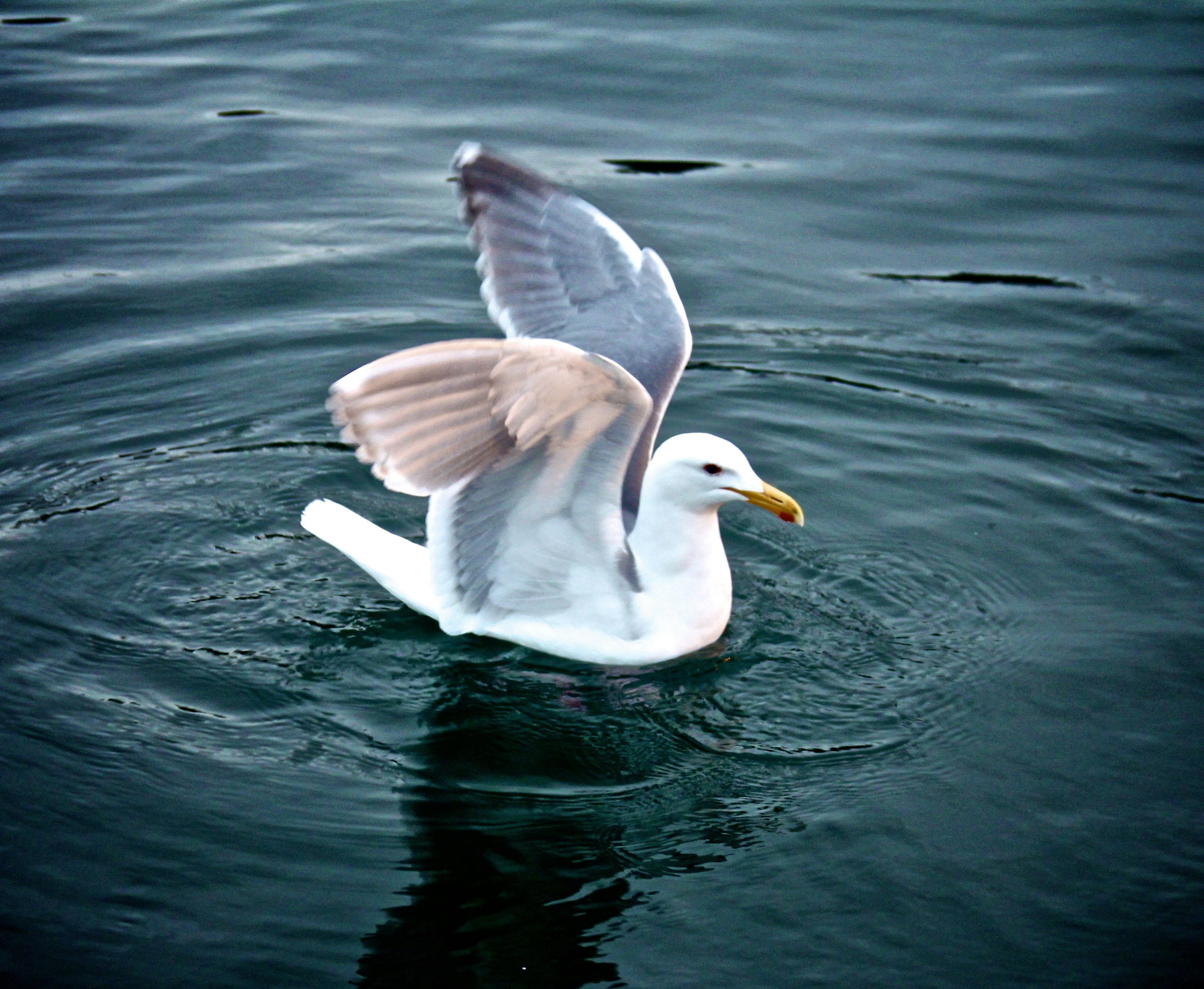 Free Unsplash photo from Greg Sellentin