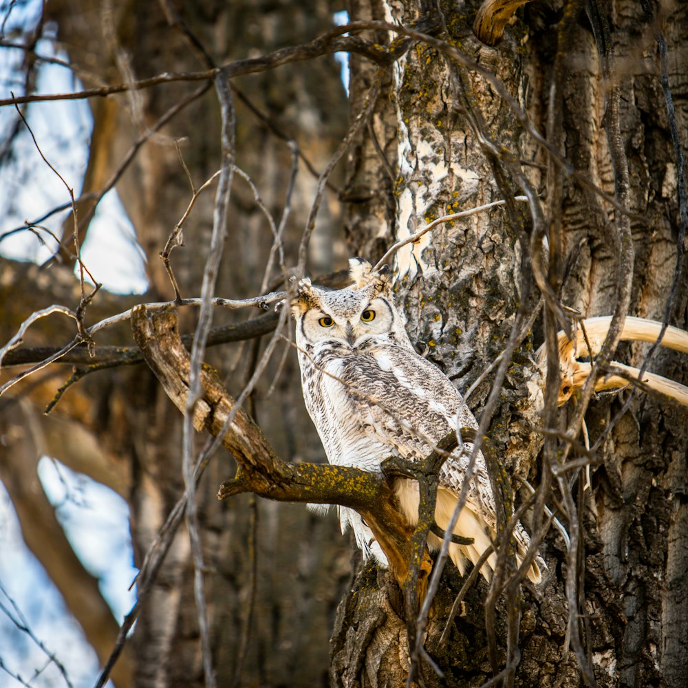 tilt shift lens photography of owl