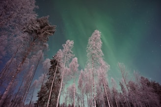 Tall trees coated with snow stand against a backdrop of the northern lights, which cast a greenish glow across the night sky. The scene is serene and wintery, with the delicate branches of the trees reaching upward.