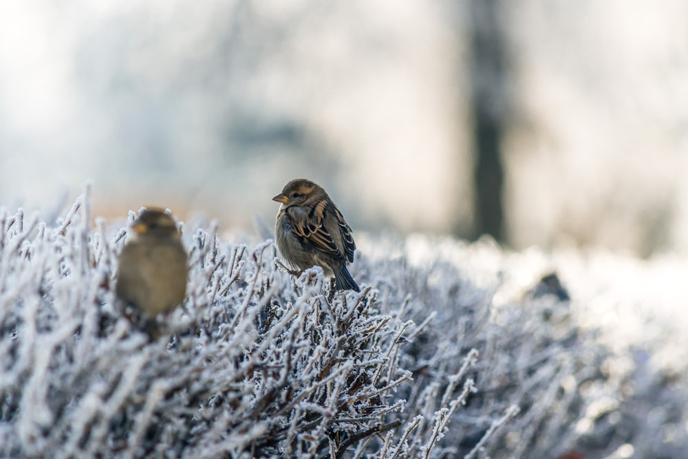 two brown birds on snowfield plant