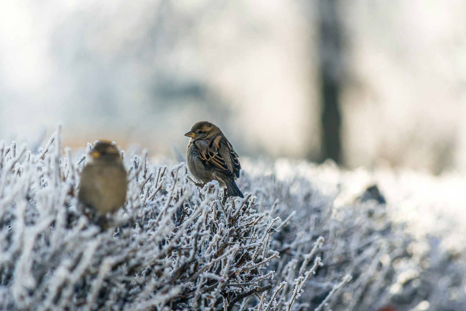 Nikon D610 + Nikon AF-S DX Nikkor 55-300mm F4.5-5.6G ED VR sample photo. Two brown birds on photography