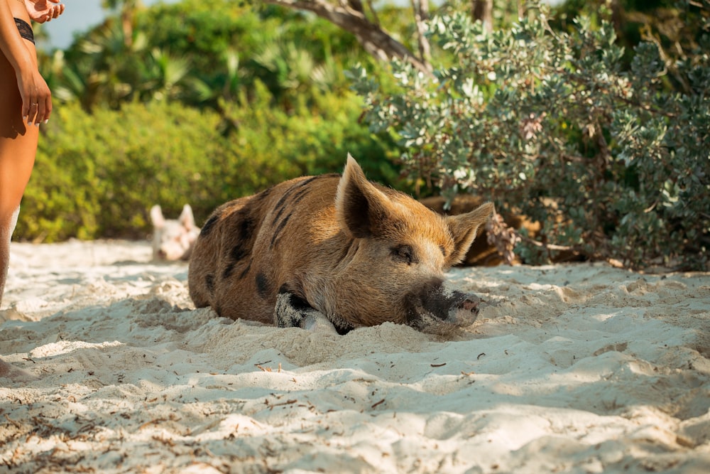 brown pig lying on sand
