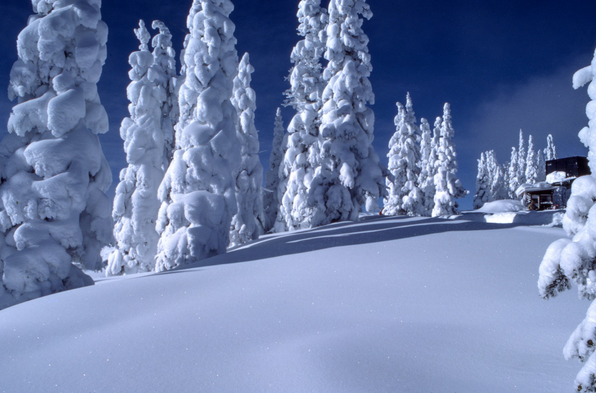 Cabin in winter forest