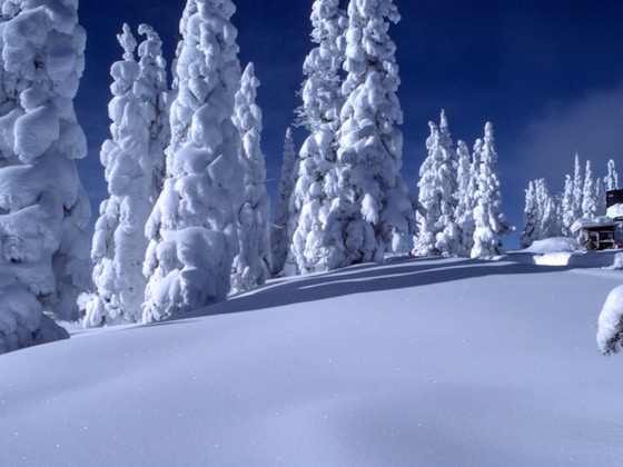 tree covered with snow