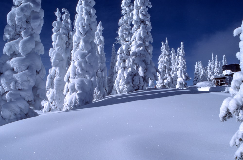 tree covered with snow