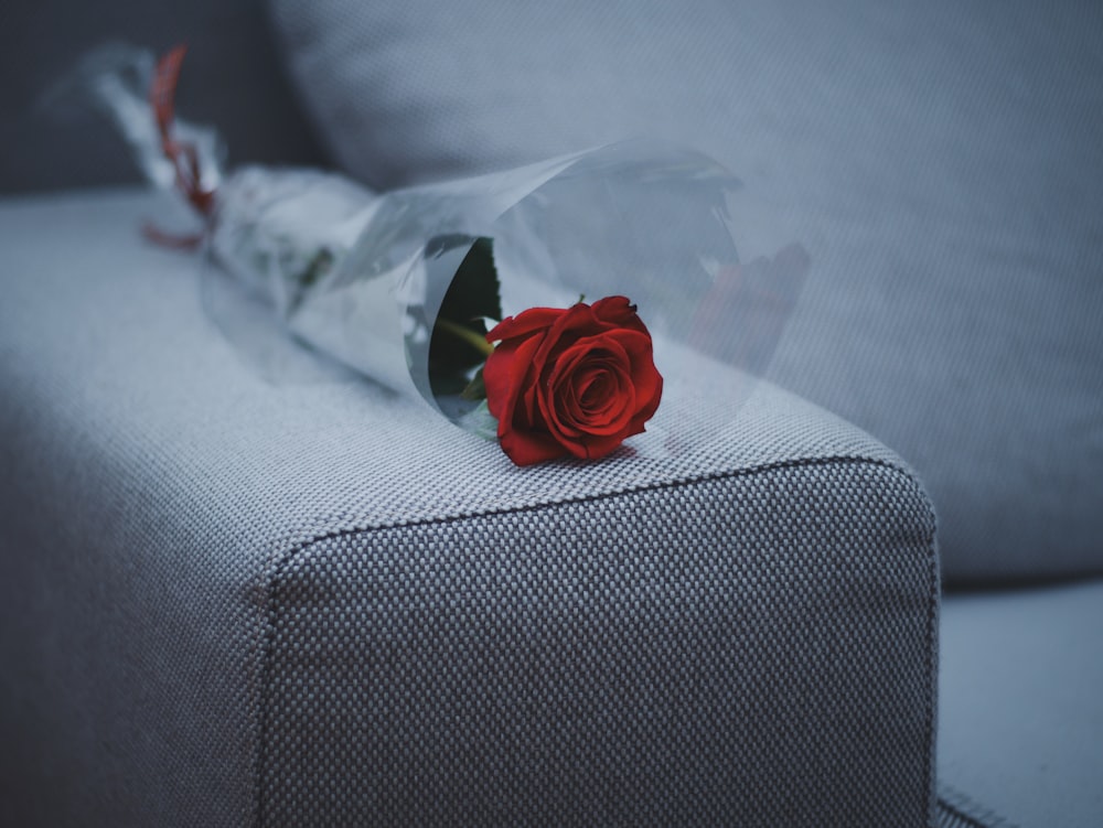 fleur de rose rouge sur canapé en tissu gris