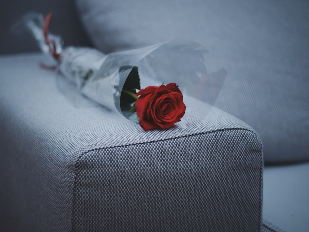 flor rosa vermelha no sofá de tecido cinza