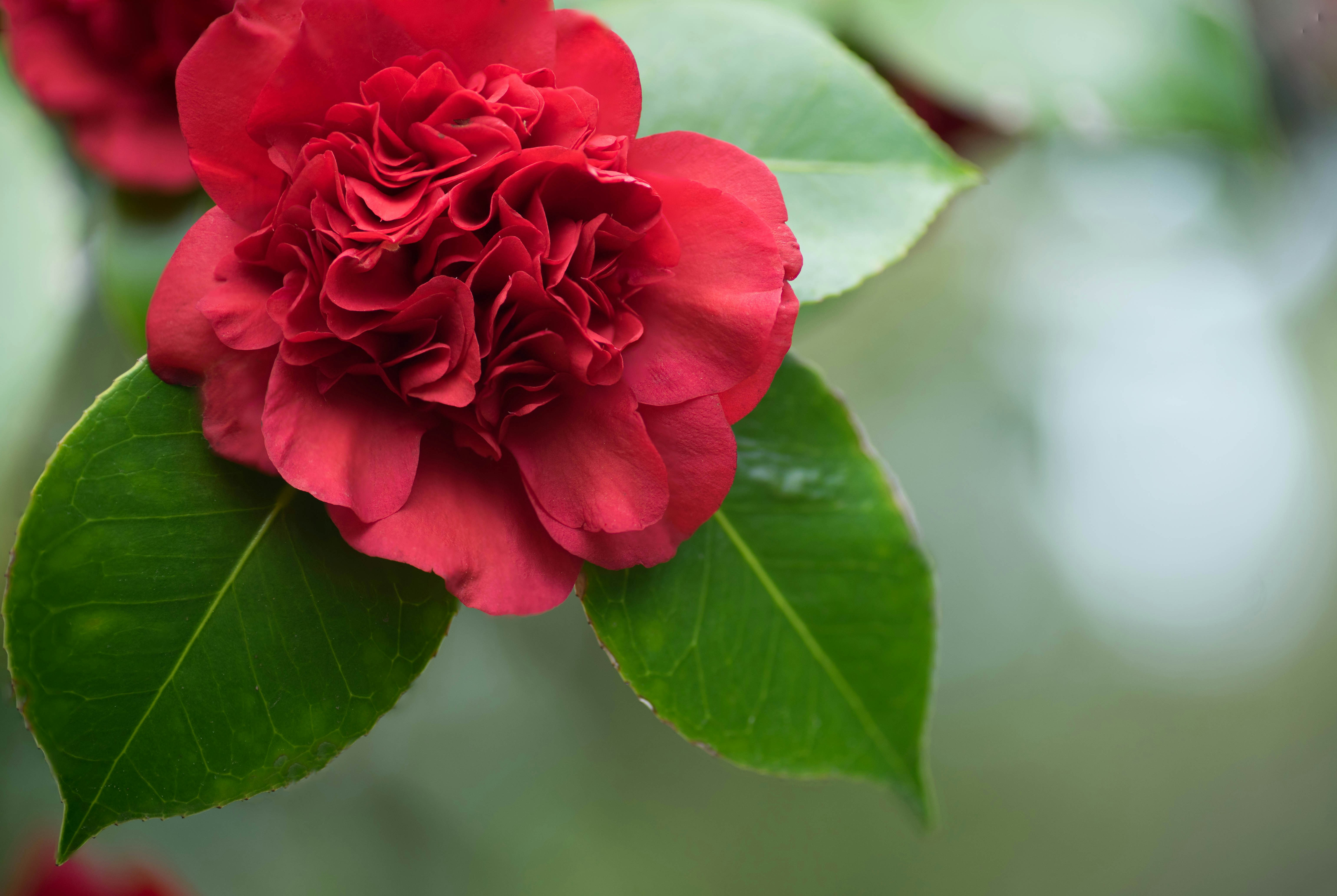 Free Unsplash photo from Aradhika Sharma