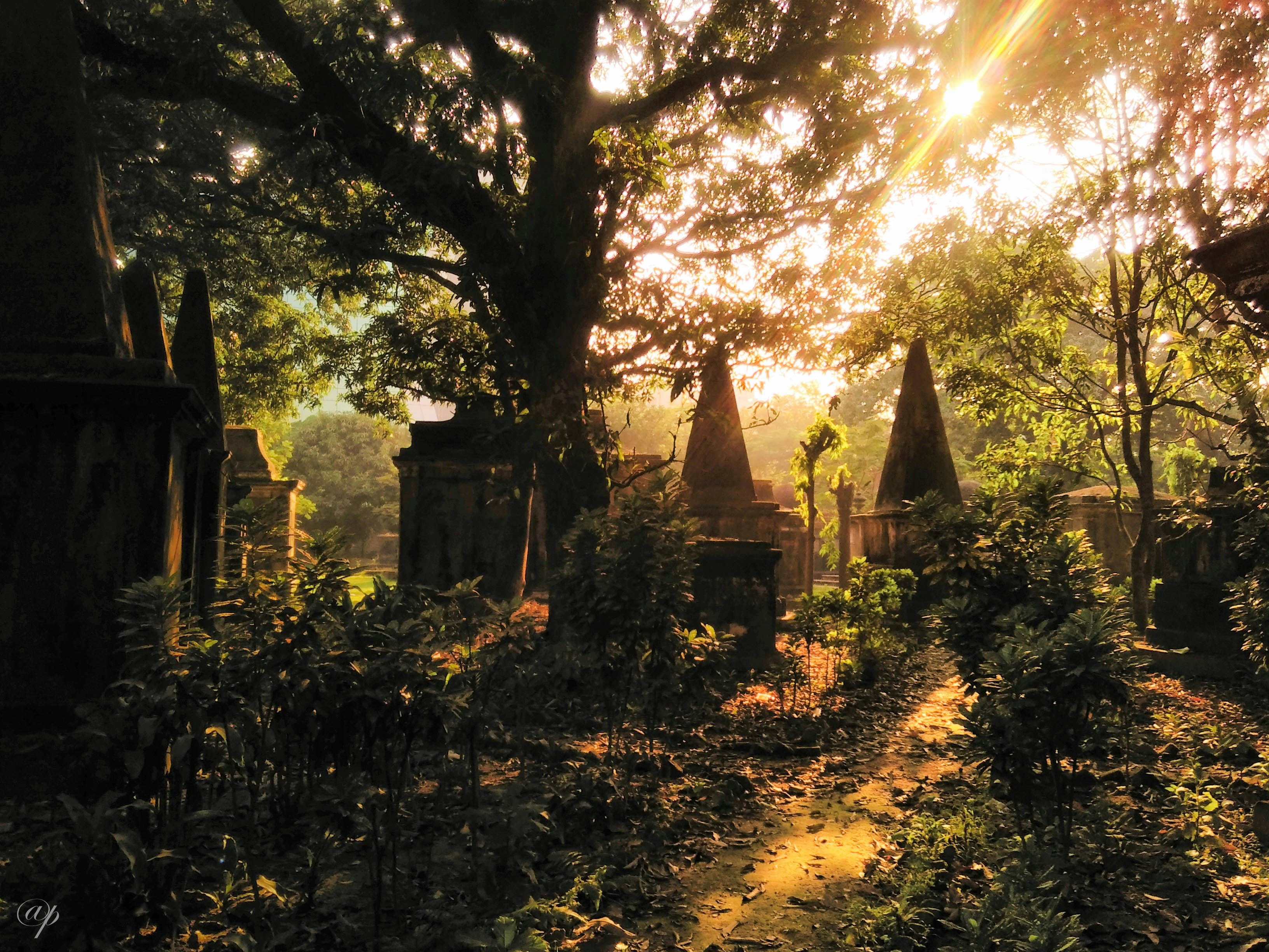 Free Unsplash photo from Arpita Pal