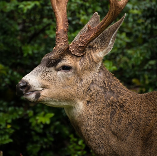 closeup photo of brown deer in forest