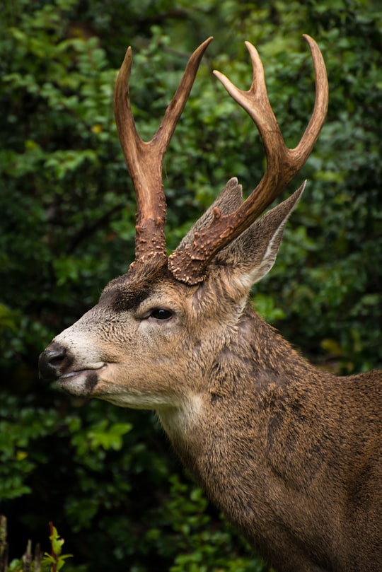 closeup photo of brown deer in forest in Herron Island United States