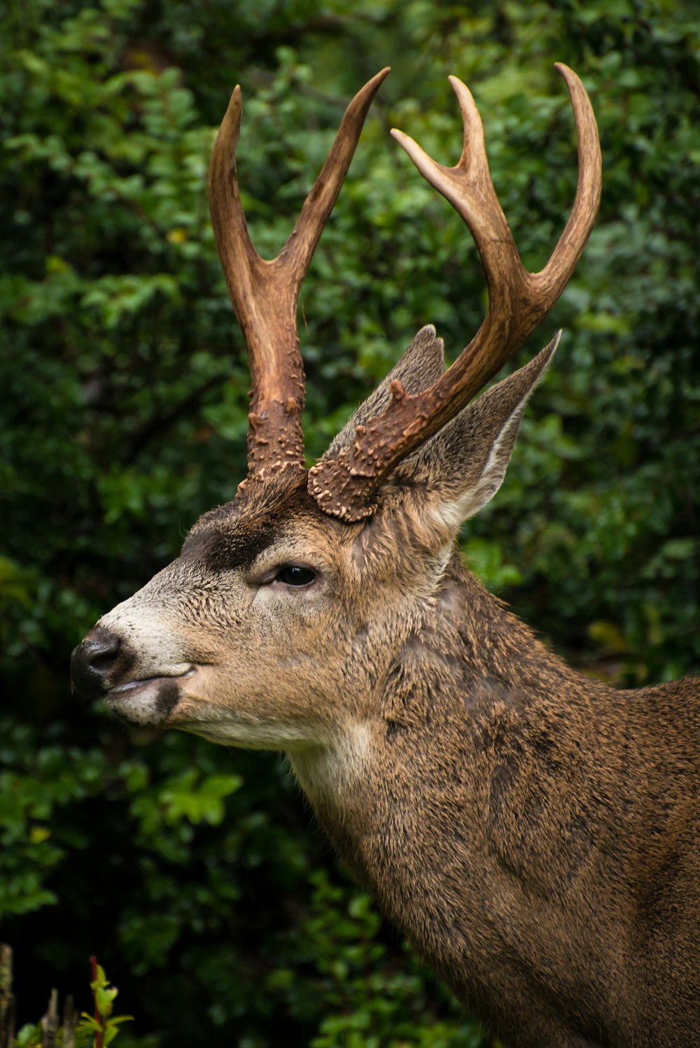 foto de closeup de cervo marrom na floresta