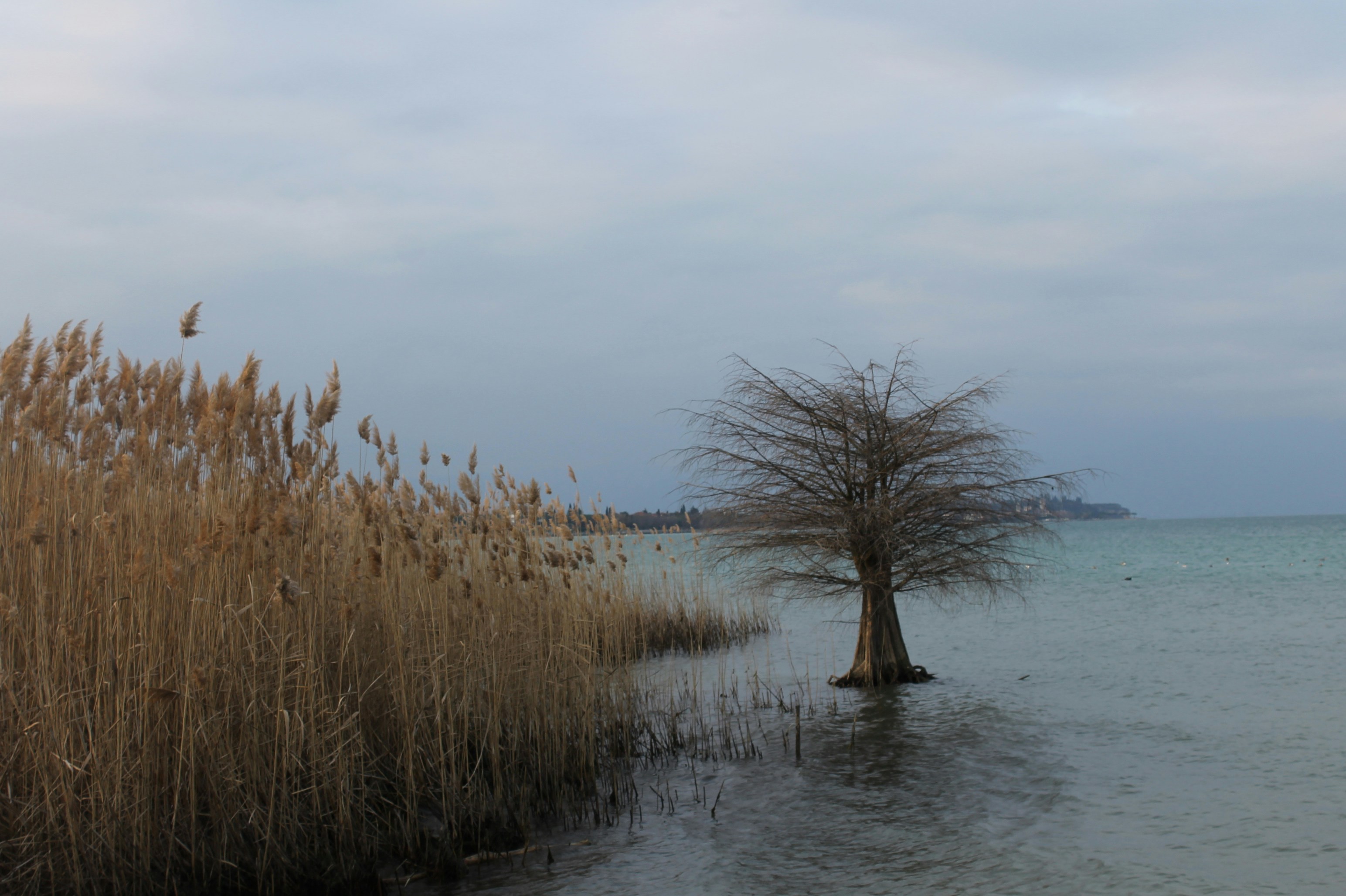 Free Unsplash photo from Elena Morini