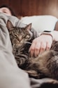 person holding gray tabby cat while lying on bed