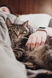 person holding gray tabby cat while lying on bed