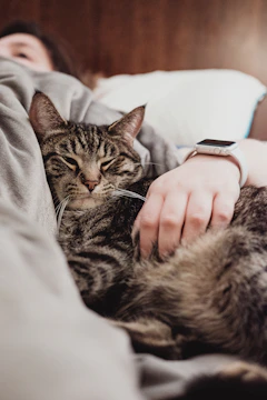 person holding gray tabby cat while lying on bed