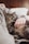 person holding gray tabby cat while lying on bed