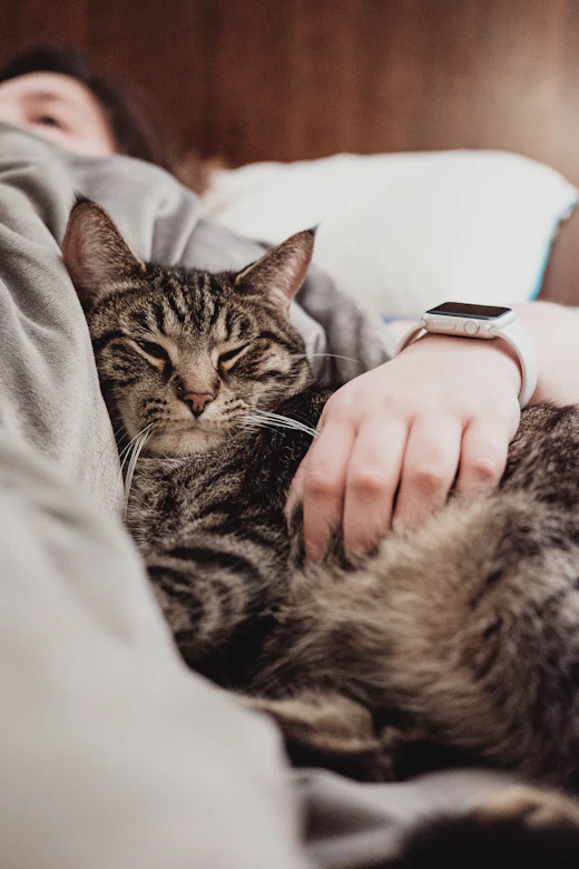 Une personne câline son chat