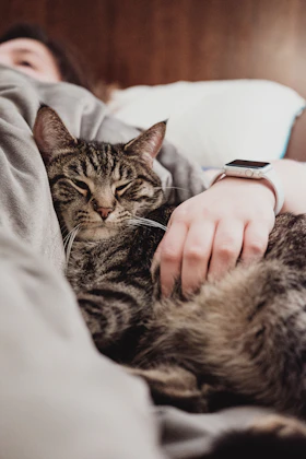 Mañana en la cama con su gato tabby