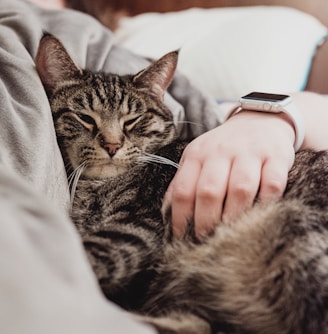 person holding gray tabby cat while lying on bed