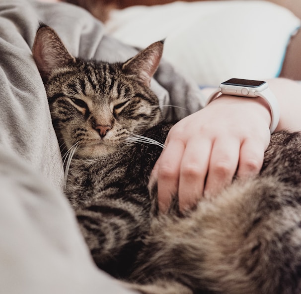 person holding gray tabby cat while lying on bed