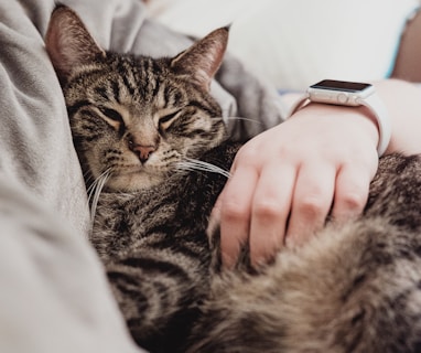 person holding gray tabby cat while lying on bed