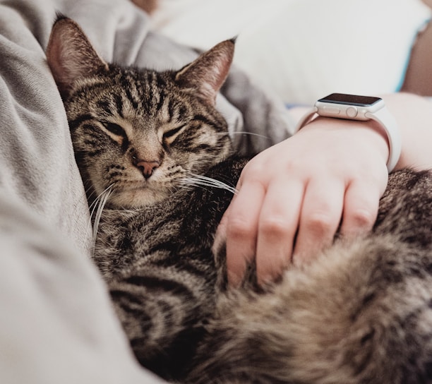 person holding gray tabby cat while lying on bed