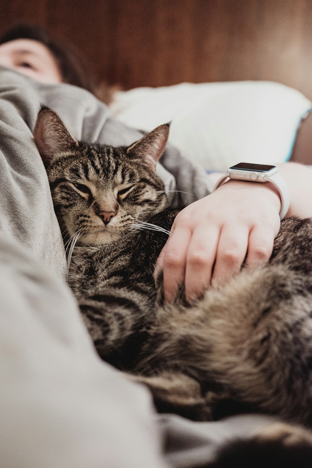 person holding gray tabby cat while lying on bed