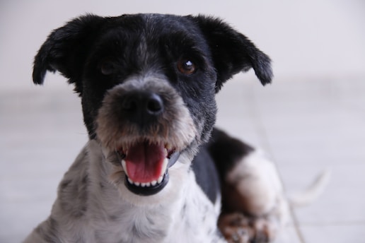 A black and white dog with an open mouth appears to be happily panting, displaying its tongue and teeth. The furry animal has a friendly and playful expression, with alert ears and bright eyes. It is set against a simple, light-colored background.