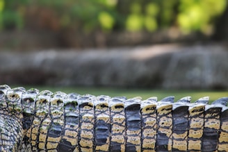 Close-up of luxurious crocodile leather texture with rich natural patterns.