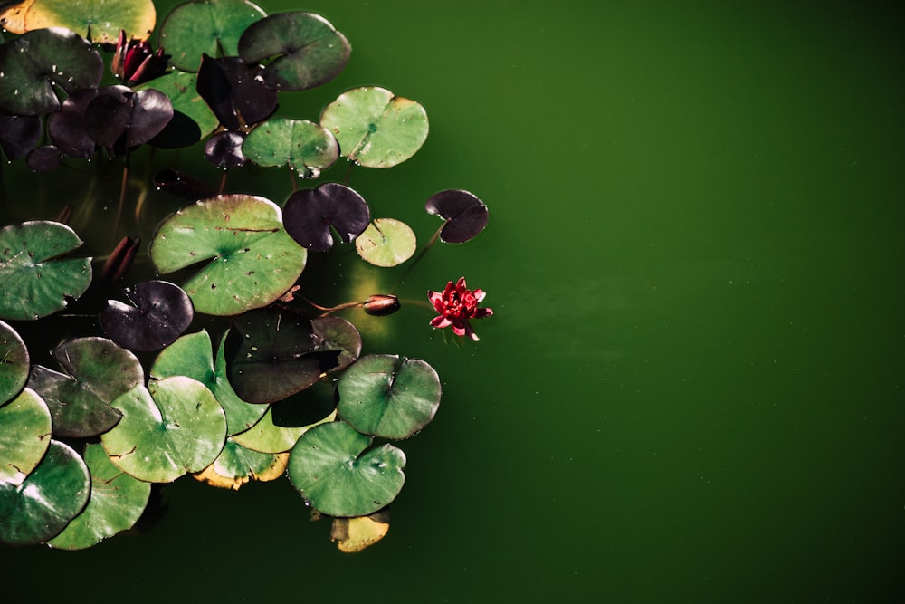 water lily on body of water