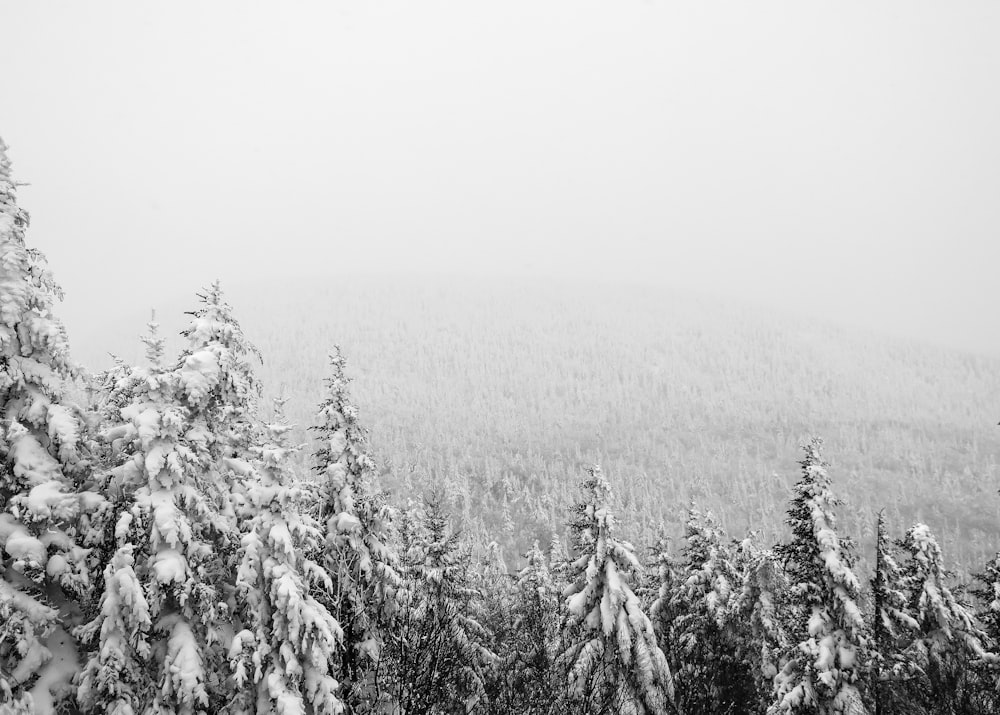 fotografia aérea de pinheiro coberto de neve