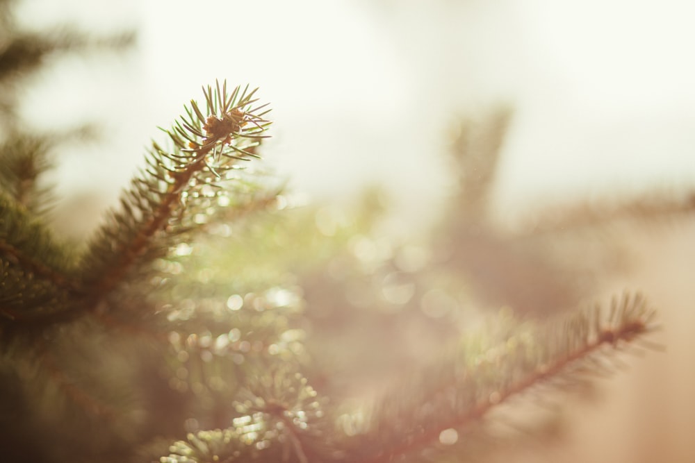 A macro shot of pine tree branches.