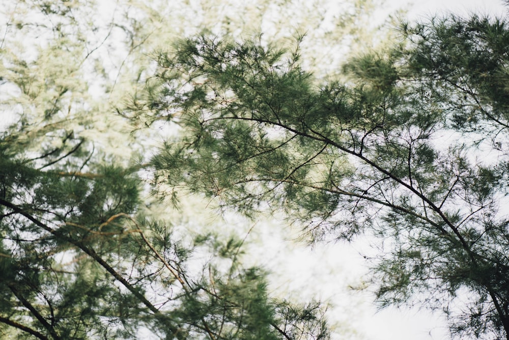 낮에 푸른 나무의 로우 앵글 사진