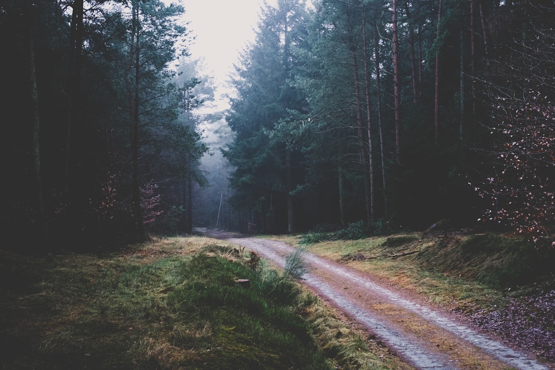 Forest photo spot Lower Saxony Holmer Sandberge