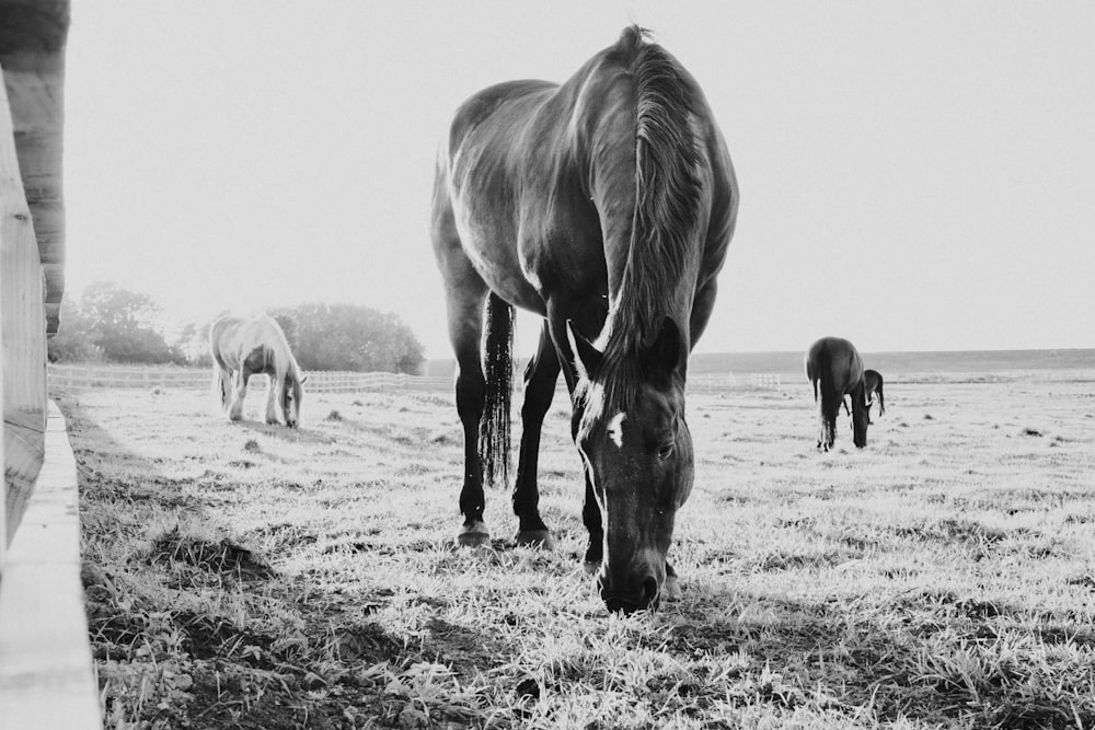 Photo en niveaux de gris de chevaux mangeant de l’herbe