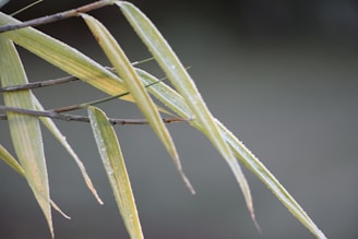 High-definition cinemagraph of morning dew glistening on coffee leaves with gentle bamboo swaying in the breeze.